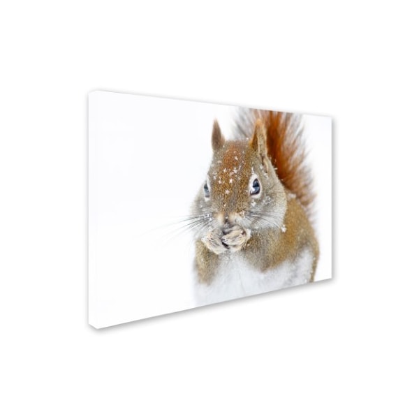 Mircea Costina 'Christmas Squirrel' Canvas Art,35x47